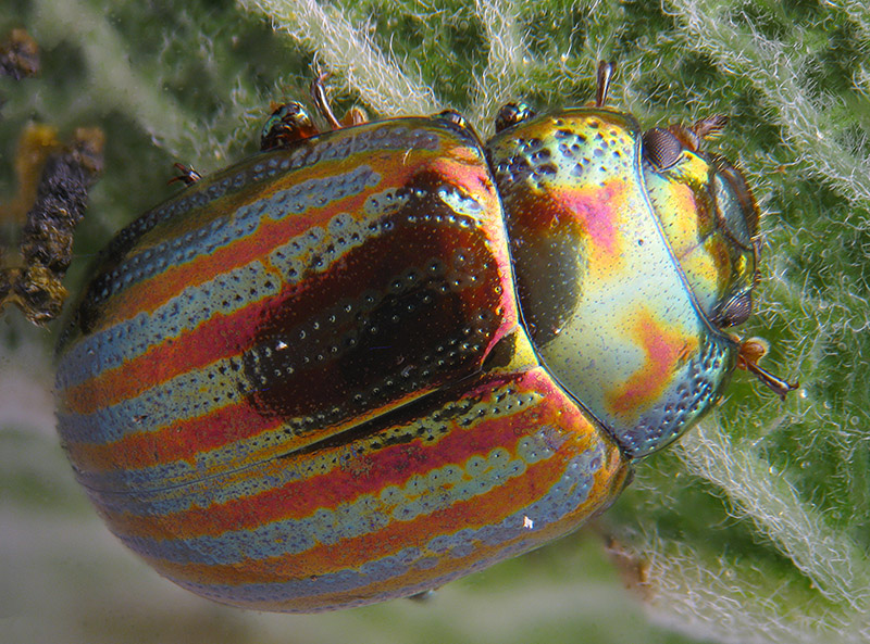 Chrysolina americana